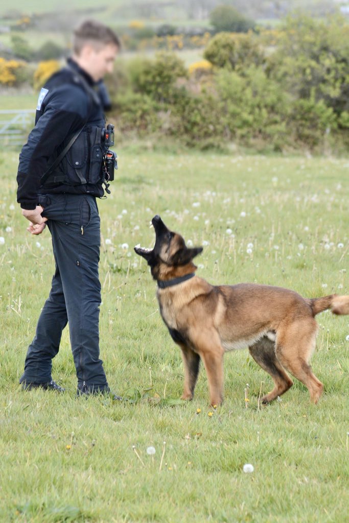 IOM Police Dogs tweet media