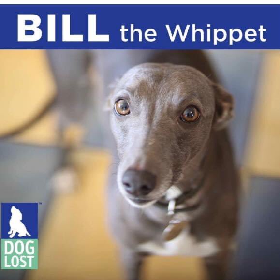 molliepug2's tweet photo. ππ Fb -Help Bill the whippetβ€οΈ
***Bill still π
Όπ
Έπππ
Έπ
½π
Ά*** βΉ
Please share in all areas to help him get home.
Missing since 17/2/20
From #Deddington #Oxfordshire
Facebook page:
https://t.co/8hPz6xD3eQ
#MissingDogsUK
#DogsAreFamily
#VetsToScan
#ScanMe https://t.co/0Pnlsydfg6