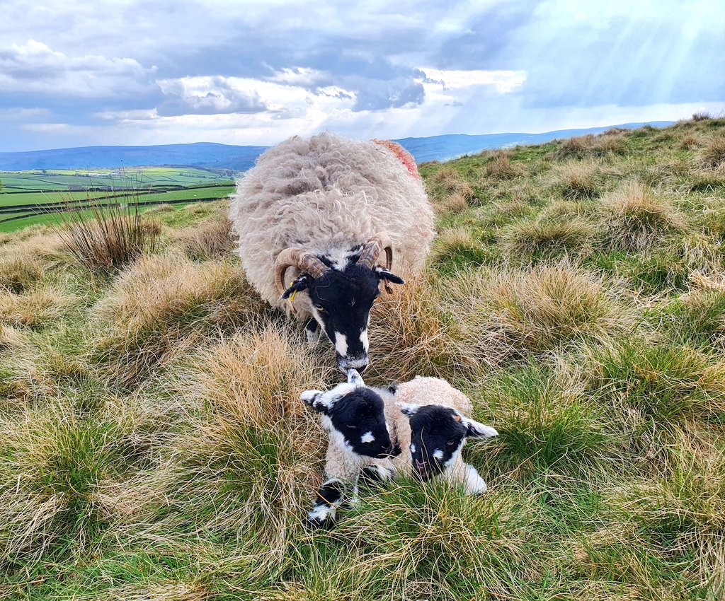 First pair of Dalesbred lambs up on the tops... #sheep365 #yorkshire #lambing2020