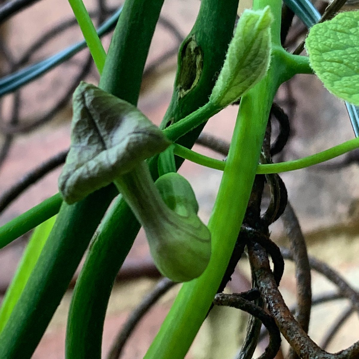 Kate Gould Gardens tweet media