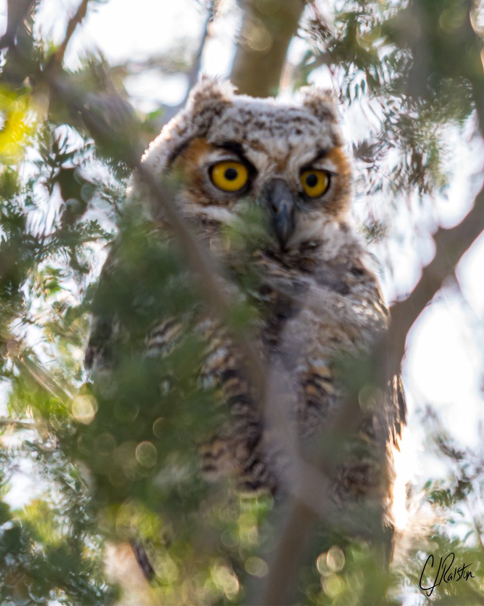 createdcharles's tweet photo. #owl #hornedowl #greathornedowl #hoot #hootowl #arizonaowl #birdinflight #wings #birdofprey #bird #birds #wildanimals #zoos #zoophotography #animalphotos #animalpics #picoftheday #awesomephoto #ultimate_wildlife #animals #nature #naturelovers  #wildlifephotography #wildlife https://t.co/ISE9He3nje