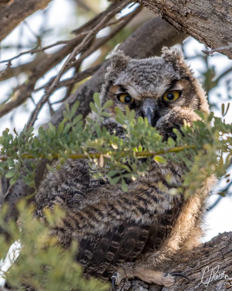 createdcharles's tweet photo. #owl #hornedowl #greathornedowl #hoot #hootowl #arizonaowl #birdinflight #wings #birdofprey #bird #birds #wildanimals #zoos #zoophotography #animalphotos #animalpics #picoftheday #awesomephoto #ultimate_wildlife #animals #nature #naturelovers  #wildlifephotography #wildlife https://t.co/ISE9He3nje