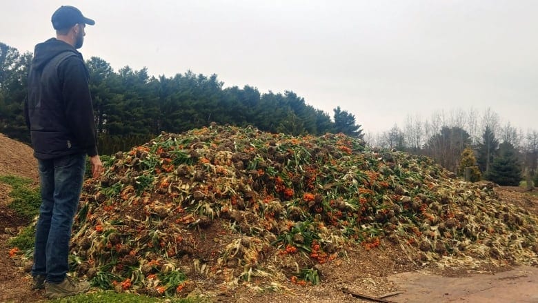 Ontario flower farmer Jan Van Zanten looks at a wilting heap of ornithogalum atop the compost pile at his farm. Garden centres have not been able to open across the country during their busiest season due to lockdown restrictions. bit.ly/35tJVtD