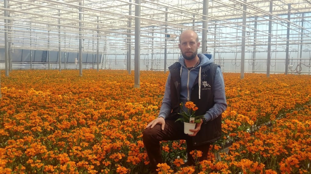 Beneath the panes of his sprawling greenhouse, Jan VanZanten, shown in this undated handout image, surveys the sea of sun star flowers that perk up from plastic pots, ready for shipping but without a buyer.  #chrysanthemum #orchid #rose #tulip bit.ly/3c0pmHN