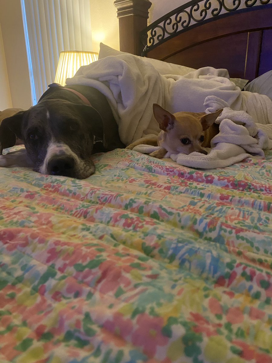 cocoandpolu's tweet photo. letting sissy lay with me https://t.co/QOuZwrTTZD