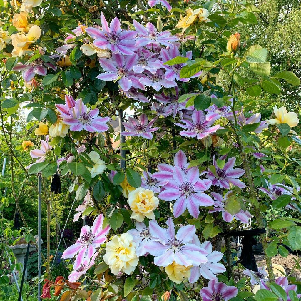 Choclette8's tweet photo. Best year ever for our rose arch - with accompanying clematis. .
.
.
.
.
#rosearch #lovemygarden #gardening #spring #maygarden #roses #clematis #instaflowers #gardens #scrumptiousspring #flowersinthegarden #floweroftheday @farmersgirlcook @fabfood4all @l… https://t.co/l27HQsrsVY https://t.co/ZDDc2yt0cw