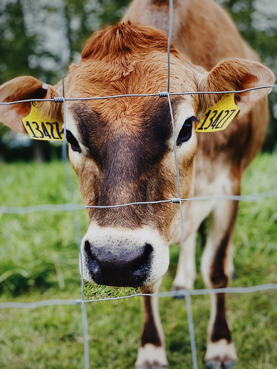 One cow taking a nice long look at a certain somebody? Have you figured out who it is yet? #cowsoftwitter #curiouscattle #curiouscows #cows #dailywalks #bowwa #edisonwa #blueberries #dontbeshynow #curbside #pickup #organicblueberries #familyfarm #stayhealthy #stayhome #staysafe