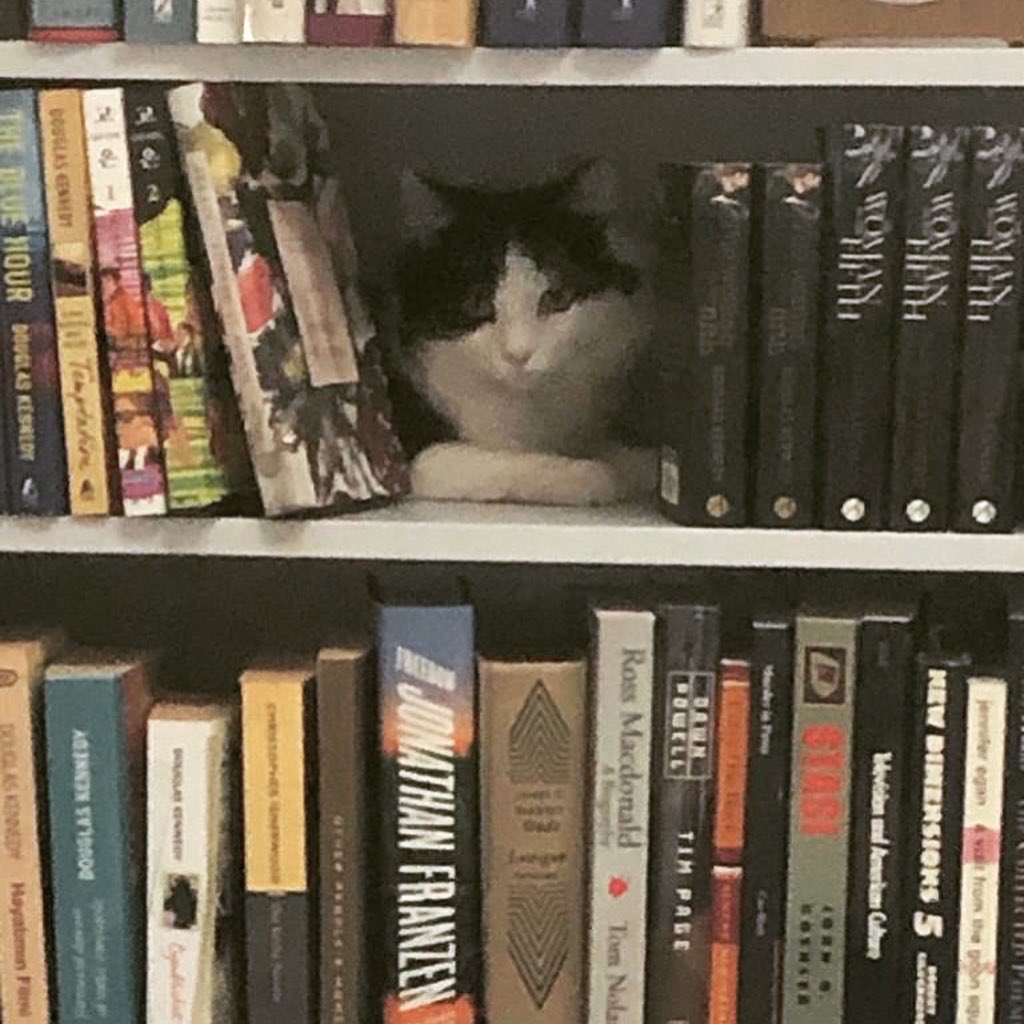 Another respite from Coronaland, courtesy of Avocat. Today’s #journal entry came from observing my newly adopted #cat. I couldn’t help but notice the similarities between the life a cat and that of a writer. Link below #CatsOfTheQuarantine #COVID__19   douglaskennedynovels.com/journal/on-the…