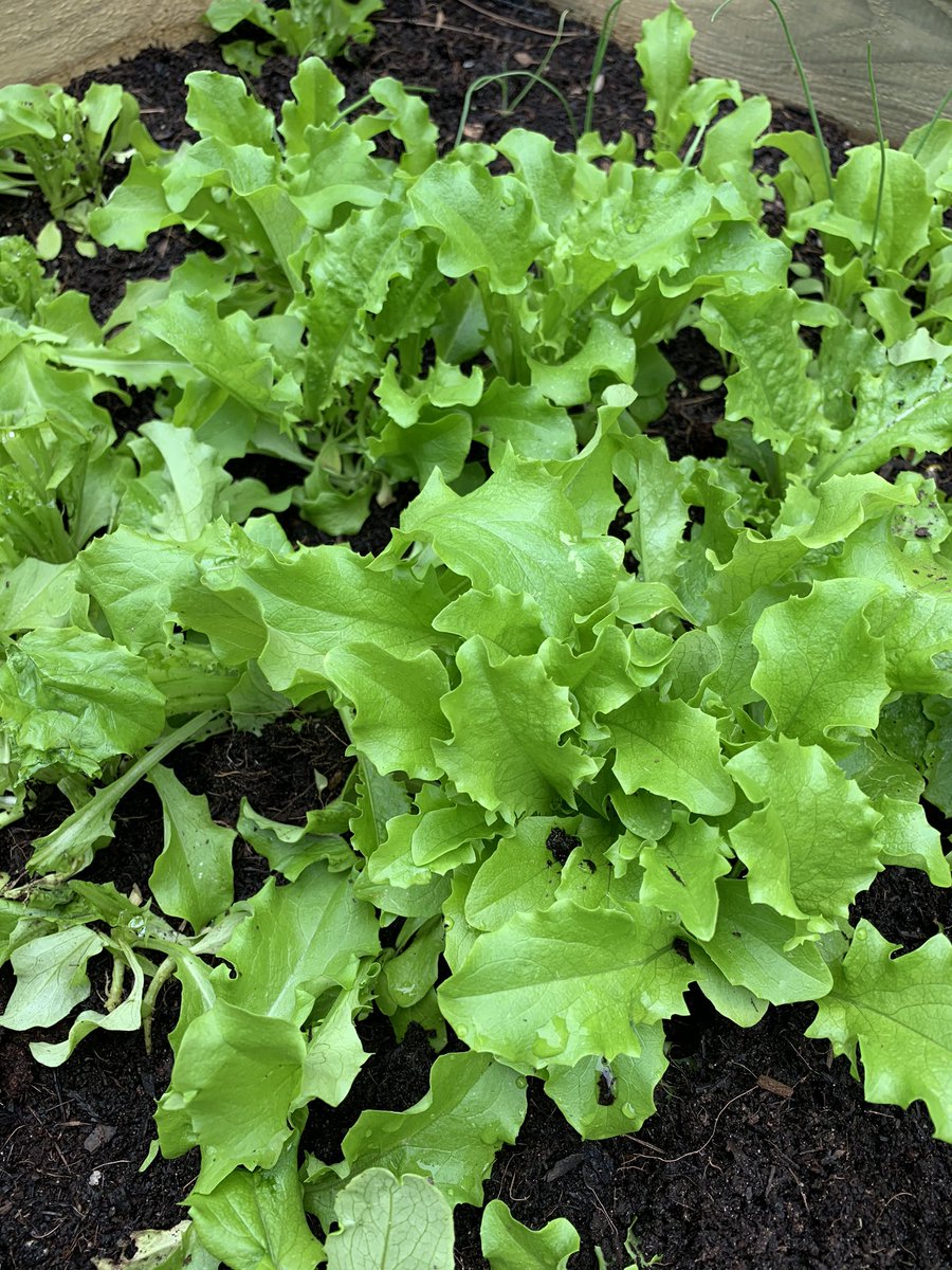 EatingPlant's tweet photo. I grew it, now I’ll eat it! Home gardening #homegrown #plantbased #plants #lettuce #growyourownveggies #spring #gardening #vegan #greens #salad #growyourownfood https://t.co/JV64bGxHju