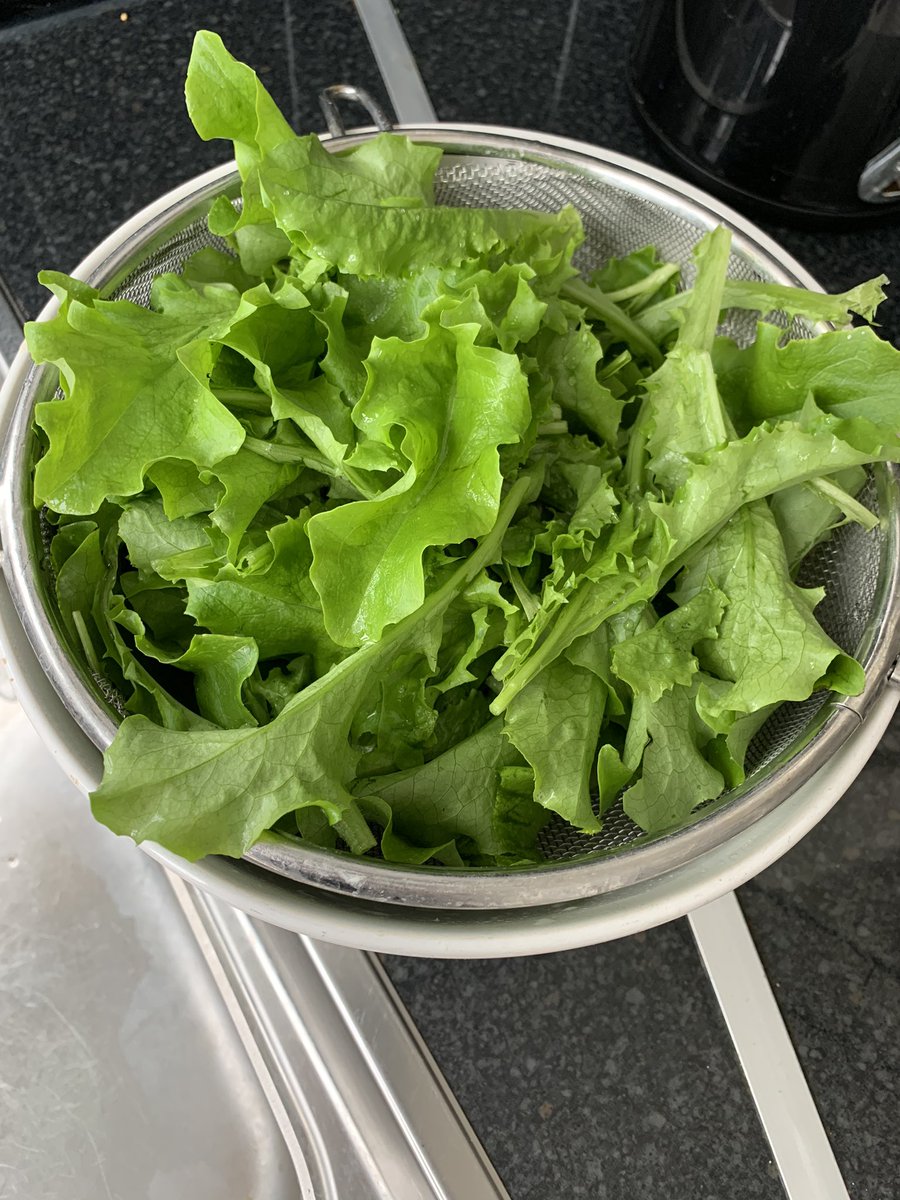 EatingPlant's tweet photo. I grew it, now I’ll eat it! Home gardening #homegrown #plantbased #plants #lettuce #growyourownveggies #spring #gardening #vegan #greens #salad #growyourownfood https://t.co/JV64bGxHju