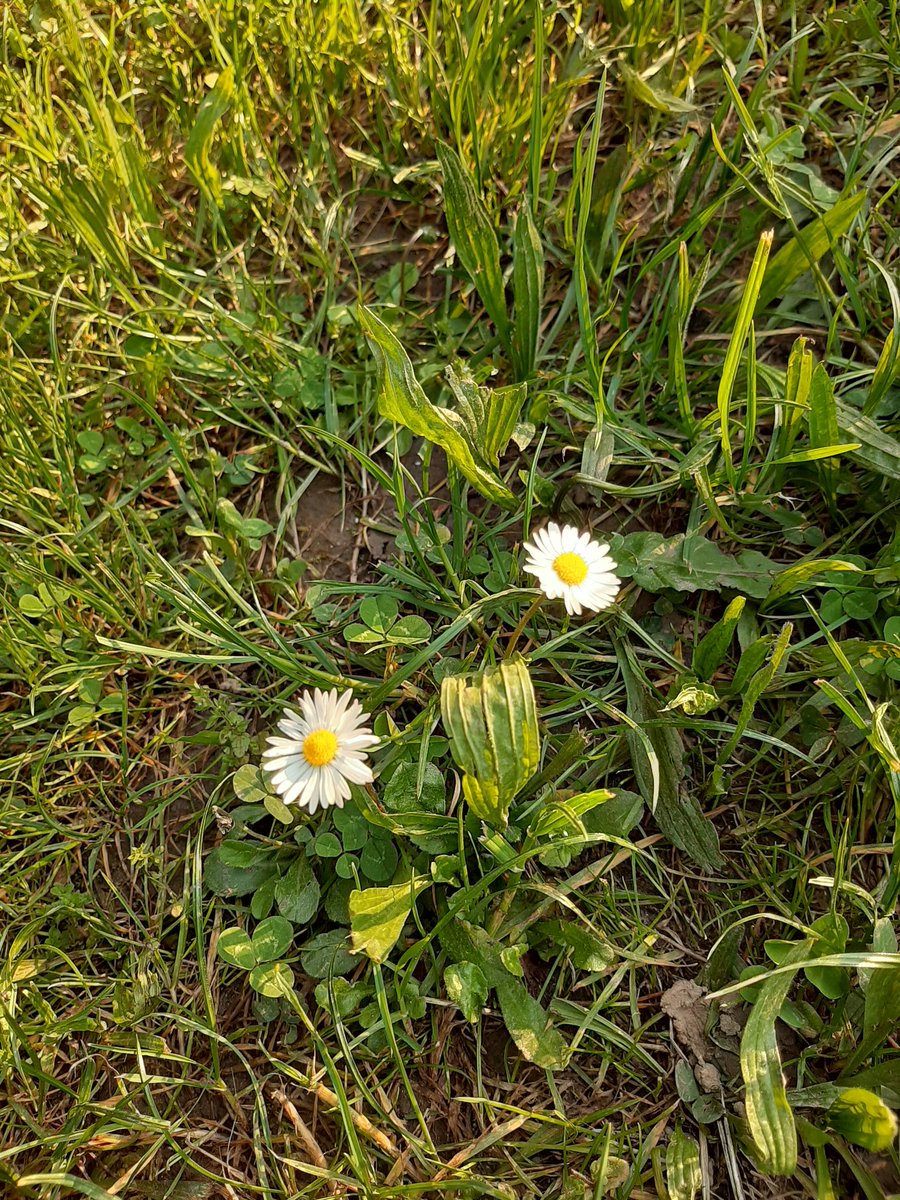 LoveBtsVJK1's tweet photo. Il profumo dei pratiiii😭😭#covid #Fase2 #natura #vita #contentezza #sole https://t.co/1yvq7XREIm