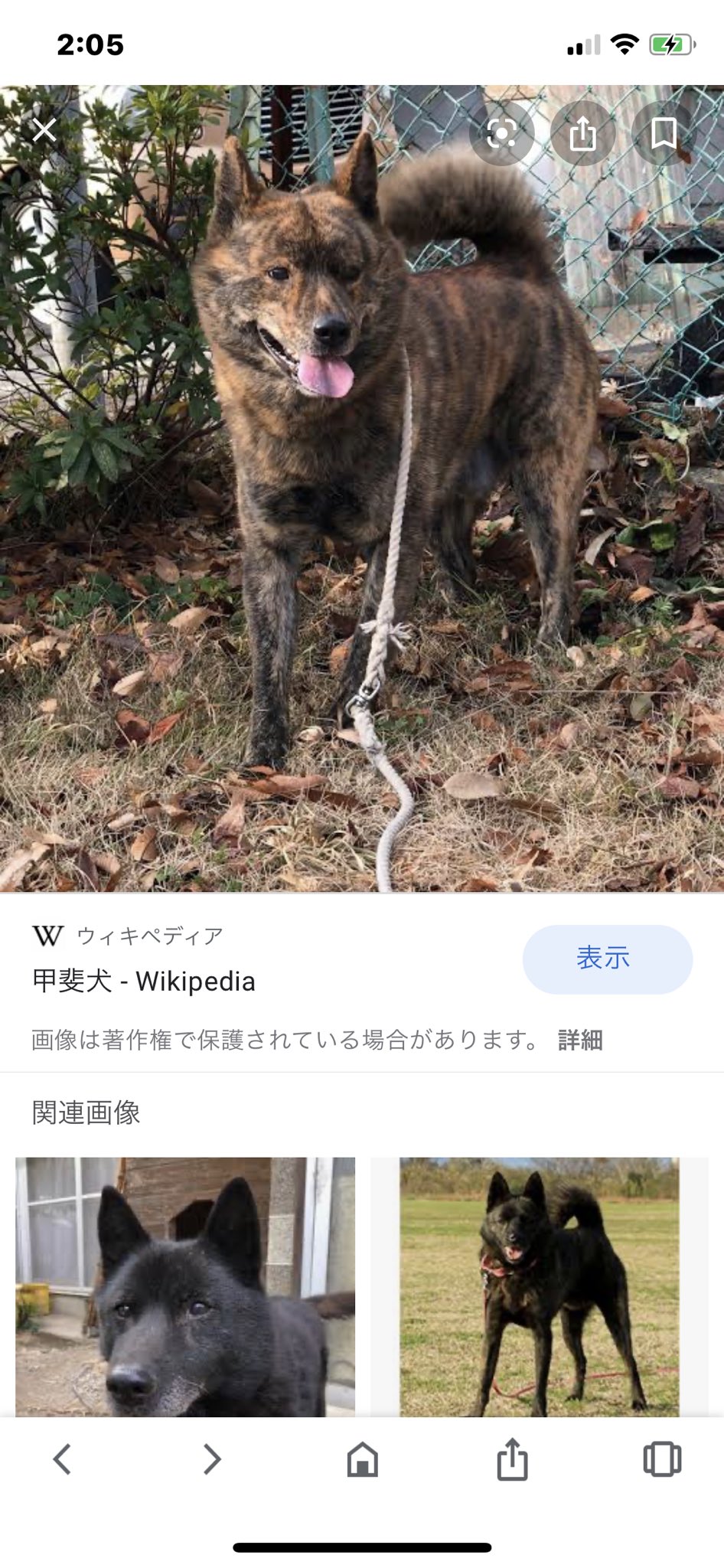 チェリーレッドの鼻ピアスちゃん Yurika 今日は外に唯一出て話したのはコンビニで会ったおじちゃん わんこ可愛かったから話しかけたの 何犬ですか カイケンだよ 飼い犬 見ればわかるぞ W何言っとんやw へぇ カイケン