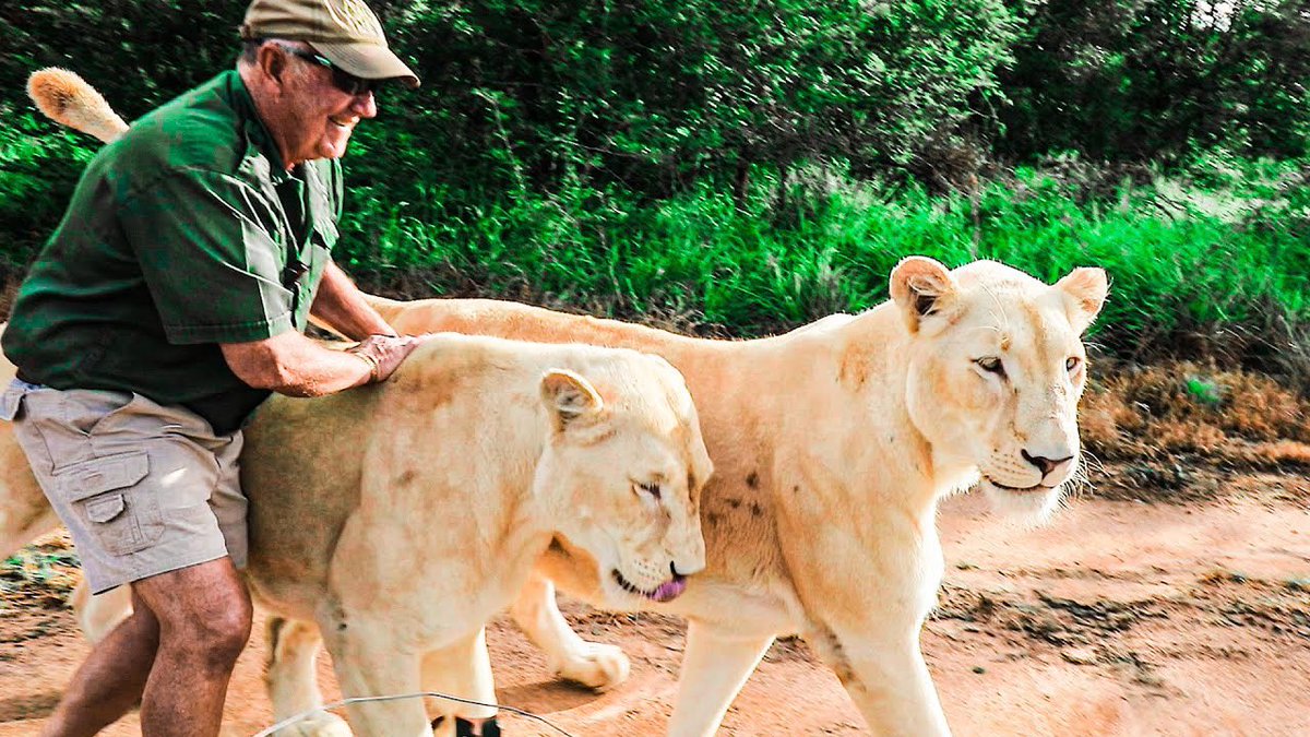 EltonCastee's tweet photo. 1 Person who RTs will win $50!🎉

New TFIL episode! 👇🏼

THE MAN WHO LIVES WITH LIONS! (Amazing &amp; Heartwarming) 

https://t.co/4w0w3xhBJf https://t.co/MLbQV1veK4