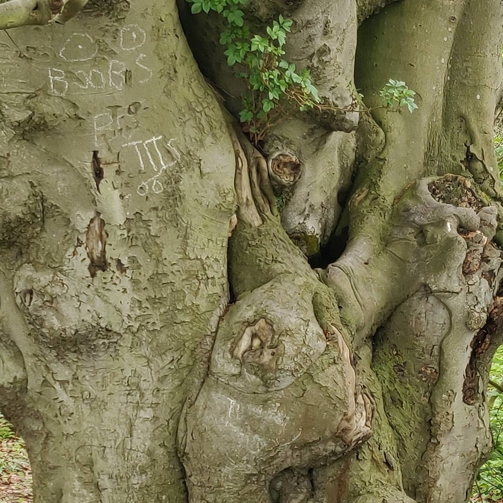 Some quality graffiti #seenonmywalk instagr.am/p/B_u2FL9HGl4/