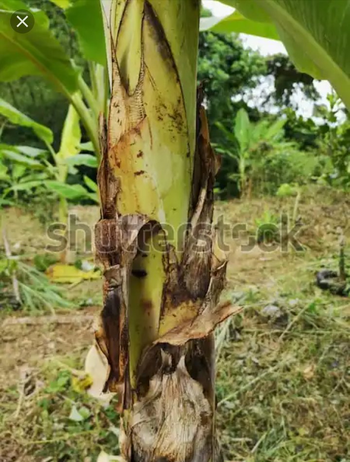 Someone opened my eyes to yet another potentially huge industry that we can build in Nigeria through the processing of a currently largely wasted product.Banana/plantain stems/trunksYou see, Nigeria ranks among the highest producers (& consumers) of plantains in the world