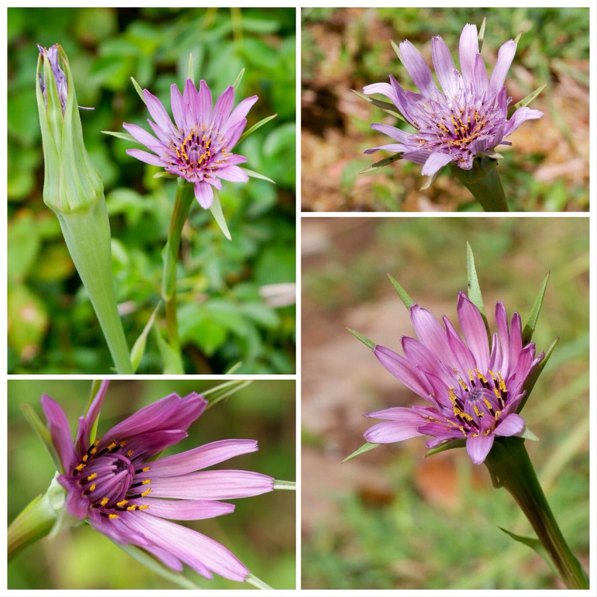 #WildFloweroftheDay: #Salsify (#TragopogonPorrifolius)  Originally native to southern europe, here it’s an escapee, not from gardens mind but from the #vegpatch! The roots r said to taste like parsnip & oysters 😳really? #wildfood #bsbi #npms #naturescalendar #wildflowerhour