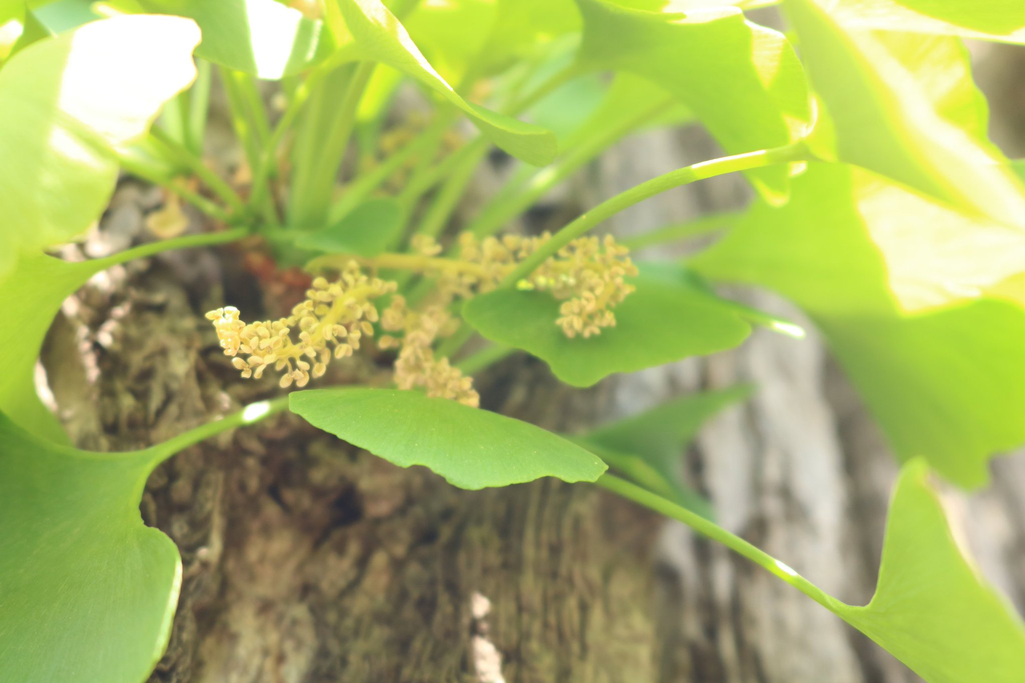 理科教師とらふずく イチョウの雌花と雄花 雌花は片方すでに受精しているｹﾄﾞ ほんの思い付きで 授業動画の 裸子植物の花 のつくり のワンカットにマツ以外も入れたいなと思い イチョウの花ならあるだろうと思って探したのが 雌花の方がまったく