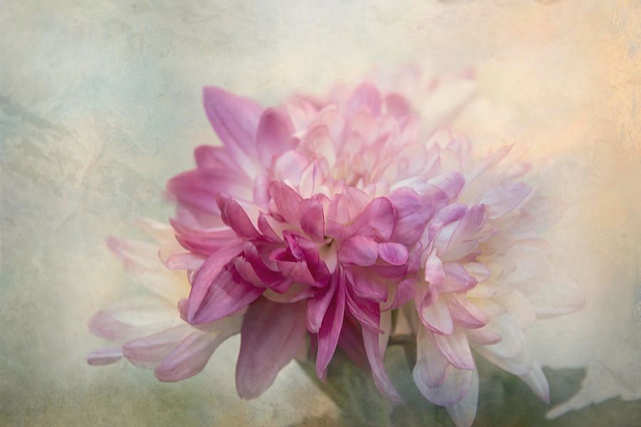 TerryIKON's tweet photo. "Light Textured Mum" by Terry Davis https://t.co/6AOqjJhvwJ
#Mum #Flower #Light #Testure #Pink #TerryDavis #TerryIKON https://t.co/JQuvxRp8oV