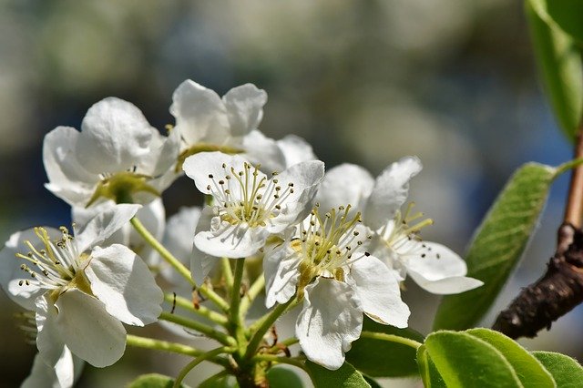 National Apple Harvest Festival Ntlappleharvest Twitter