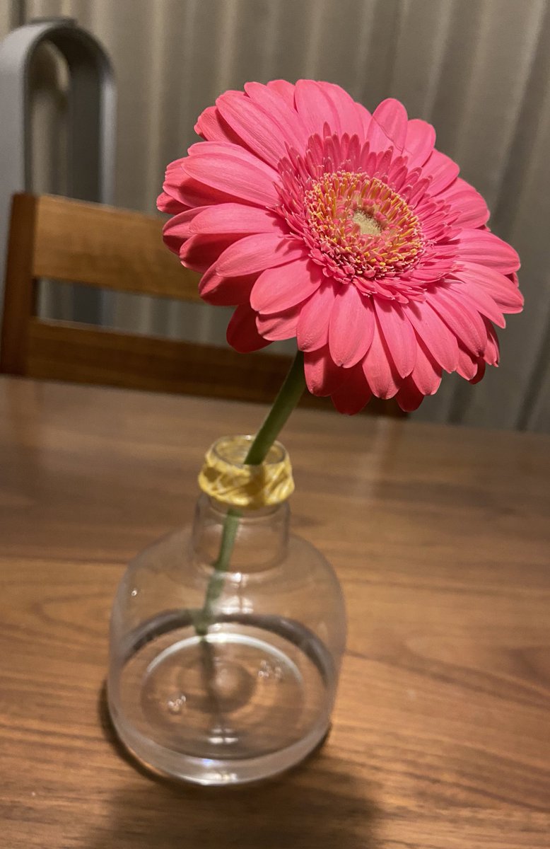 Gorie いま家にガーベラを飾っている方々 花瓶の水を1cmにするのです それで数倍長持ちします お花屋さんに教わり半信半疑で試して今日で２週間になるのがこちらです