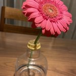 普通に飾るよりも数倍長持ち？!お部屋にガーベラを飾る時は花瓶の水量に気を配ると良い!