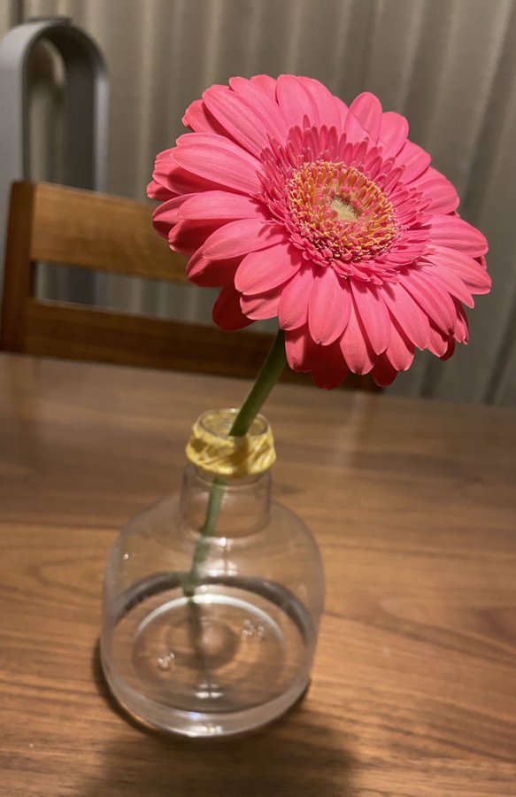 切り花を長持ちさせるには 生花の取り扱い8つのポイント Gardeniwa