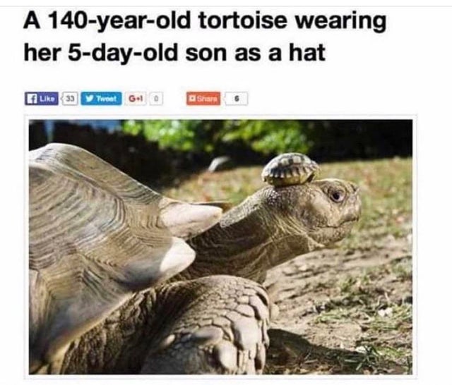 WholesomeMeme's tweet photo. https://t.co/l1hi0SUPop