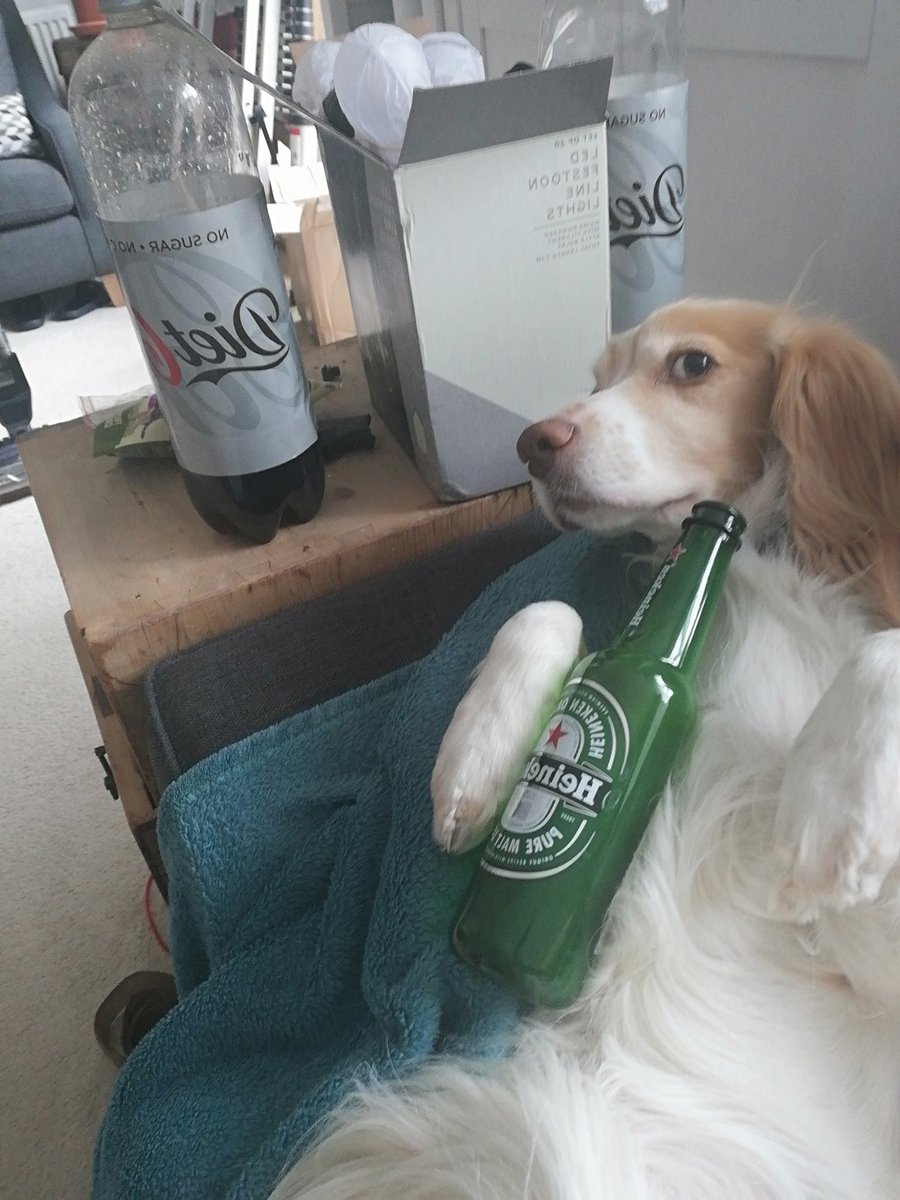 littleseeshell's tweet photo. Day 40 in lockdown and the pup has finally learnt how to kick back and chill #thepup https://t.co/lb0ALwisa4
