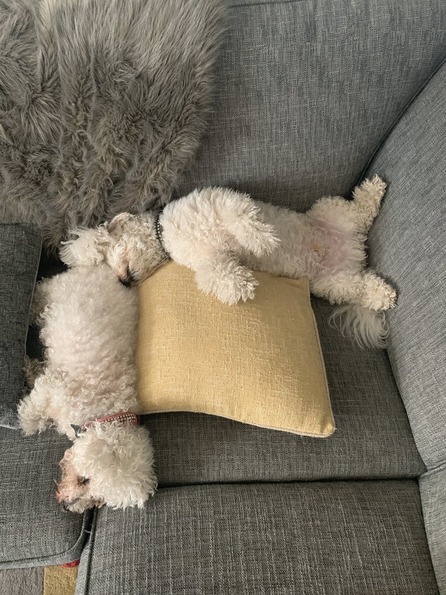 Sunday afternoon snoozing with <a href="/pixiebichon/">Pixie bichon</a> #lazysunday @GeorgeBichon <a href="/jenny_bichon/">Jenny and Dolly</a> @mollier77 <a href="/Monty_Bichon/">Monty The Bichon</a> <a href="/WalshKim/">kim walsh</a> <a href="/Minghowriter/">Ming Ho</a> <a href="/WBichon/">Winky the bichon</a> <a href="/ElsaandEva/">🐩The Poochon's Hoo-mum🐩💜</a>