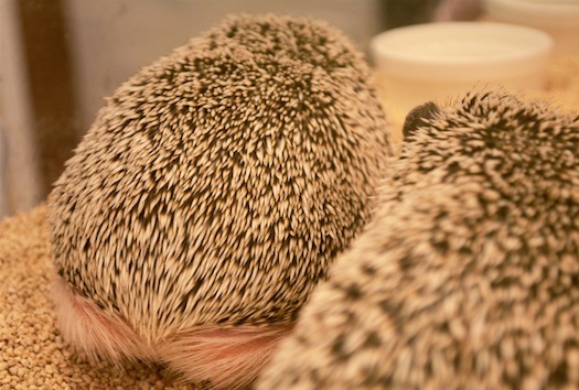 O Xrhsths ハロミン Sto Twitter 背中で何も語らないハリネズミ