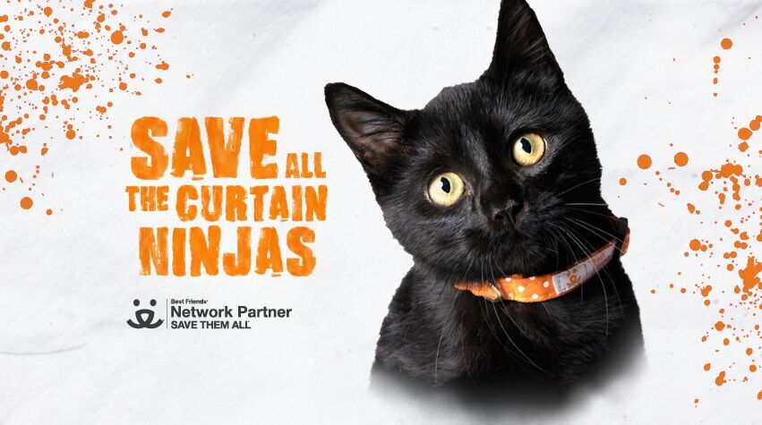 Day 9 of  #30Days30Causes: Every day, nearly 2,000 dogs & cats are killed in animal shelters across US because they don't have a home. @Bestfriends works with communities to save the lives of pets & does nationwide advocacy to bring about long-term change:  https://bestfriends.org/ 