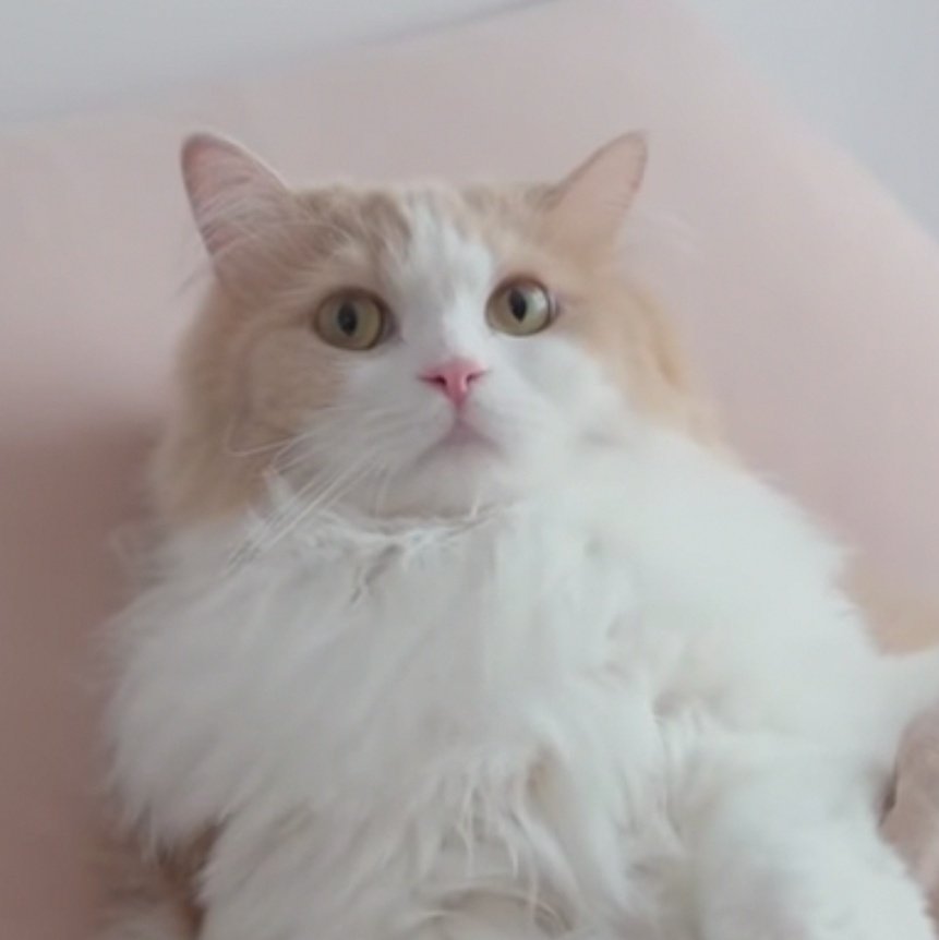 hendery as ragdolls 🐱 tweet media