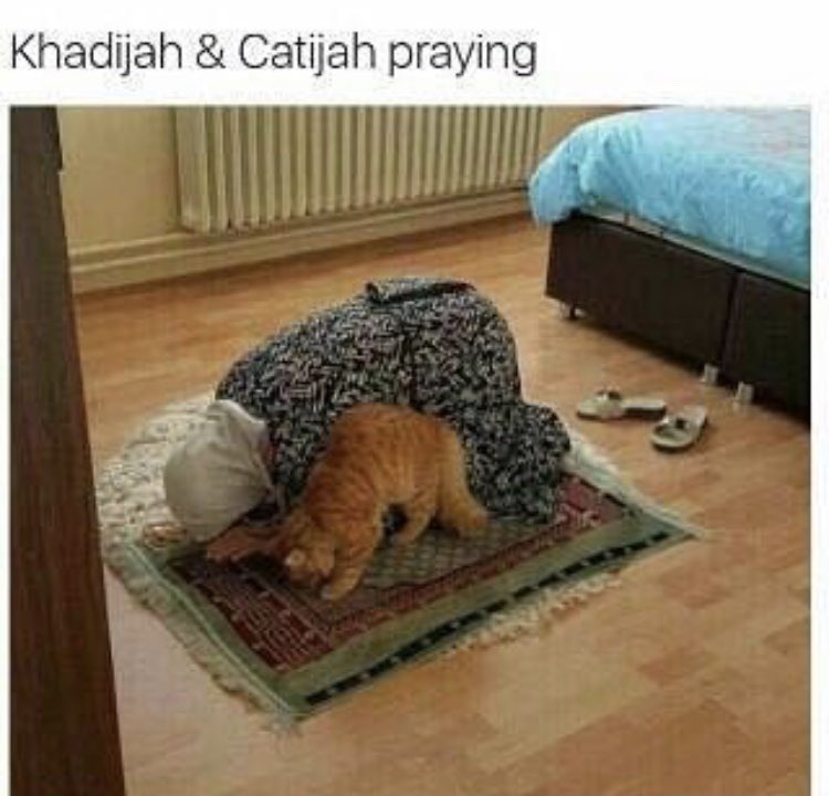joburgmuslim's tweet photo. Khadijah and Catijah praying

#mashallah
#smileitssunnah #jobrugmuslim #cat #catlover #catlovers #catijah #khadijah #catsofinstagram #catlife #muslimcat #catlovers #islam #salaah #sajdah #sujood #musallah #praying #muslimah #beingmuslim #muslimanimal #halalhumour #pun #islaam https://t.co/31PjbliIxH