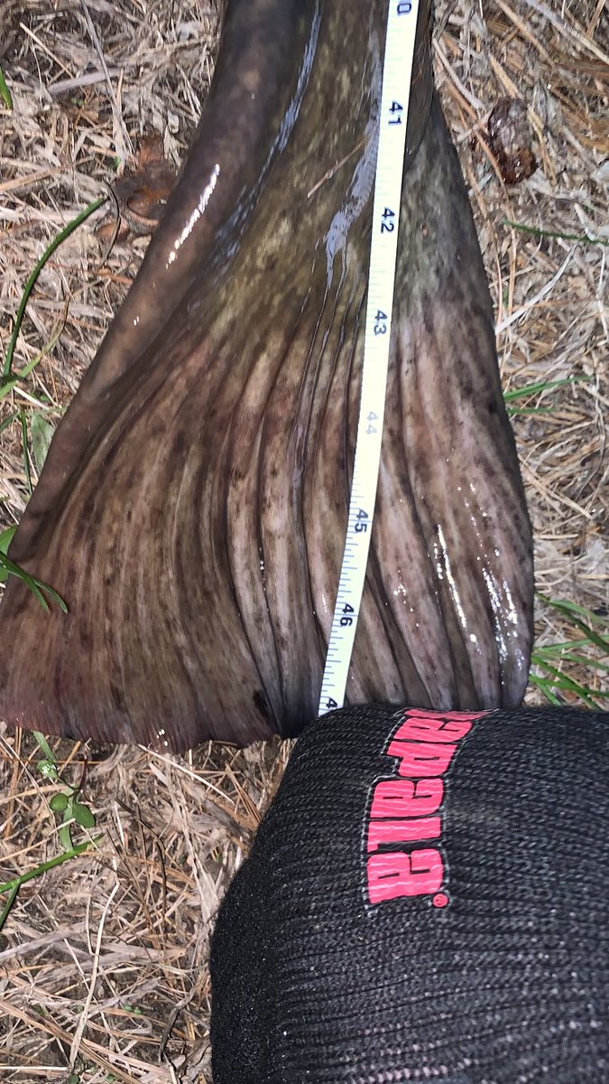 blackwaterSF's tweet photo. Look at the size of this #freshwater #monster @tskip012 tied into last night 👀😳 @NikkiBoxler @CaptMarciano https://t.co/vaw7vjm1uW