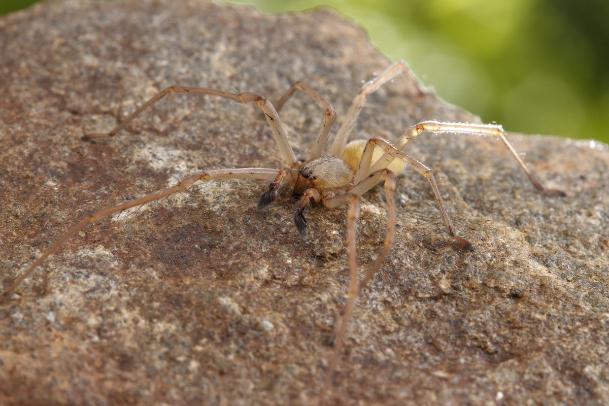 Cataranea's tweet photo. Today's #DailySpider is the yellow sac spider, also known as the longlegged sac spider! (genus Cheiracanthium, family Cheiracanthiidae).
Widely feared & misunderstood, these spiders are not dangerous to humans. https://t.co/zUuHwi5iPk