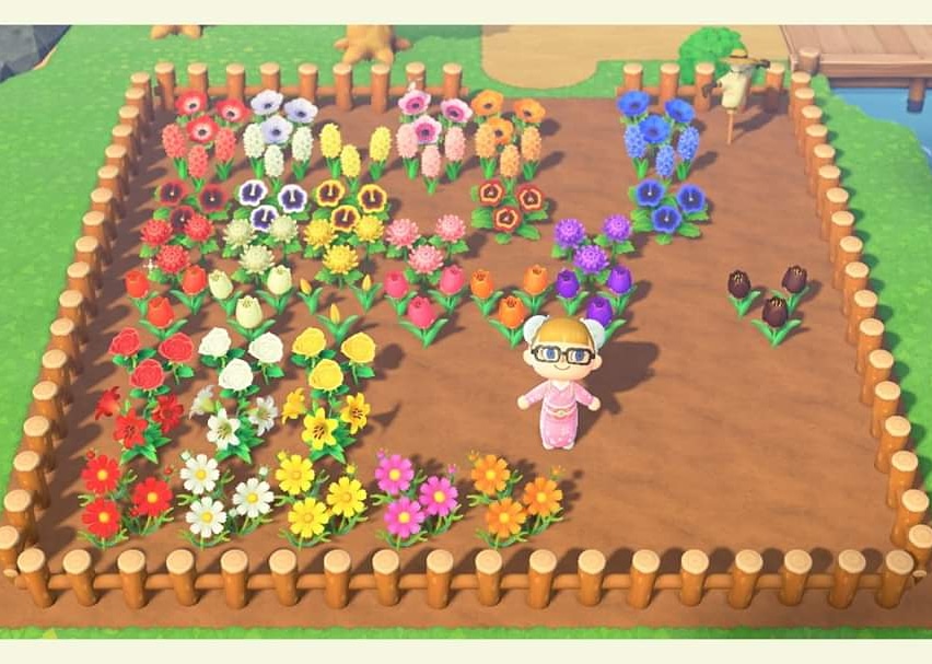 TeamBBB123's tweet photo. Been working really hard at my hybrids 😄 getting there slowly lol

Made a cute area so i can see all the ones i have guarded by my scarecrow 😍

#ACNH #AnimalCrossing #NewHorizons #flowers #flowerbreeding #hybrids  #gardening #scarecrow #animalcrossingnewhorizons 
@AC_Isabelle https://t.co/N9SPsshUF9