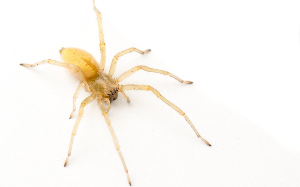 Cataranea's tweet photo. Yellow sac spiders are often mistaken for brown recluse spiders, but can be differentiated based on their overall yellow colouration without obvious "fiddle" marking, 8 eyes in 2 rows, & dark feet. #DailySpider https://t.co/ywRLZ6GsNG