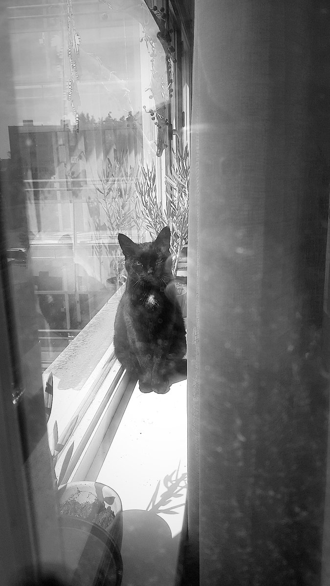 pink_lady68's tweet photo. 👇🏼
Baileys.
What's not to love about him.
#CatsOfTwitter #blackwhitephotography #catloverforlife #photography #CatsOnTwitter # https://t.co/jwj9V7AvxV