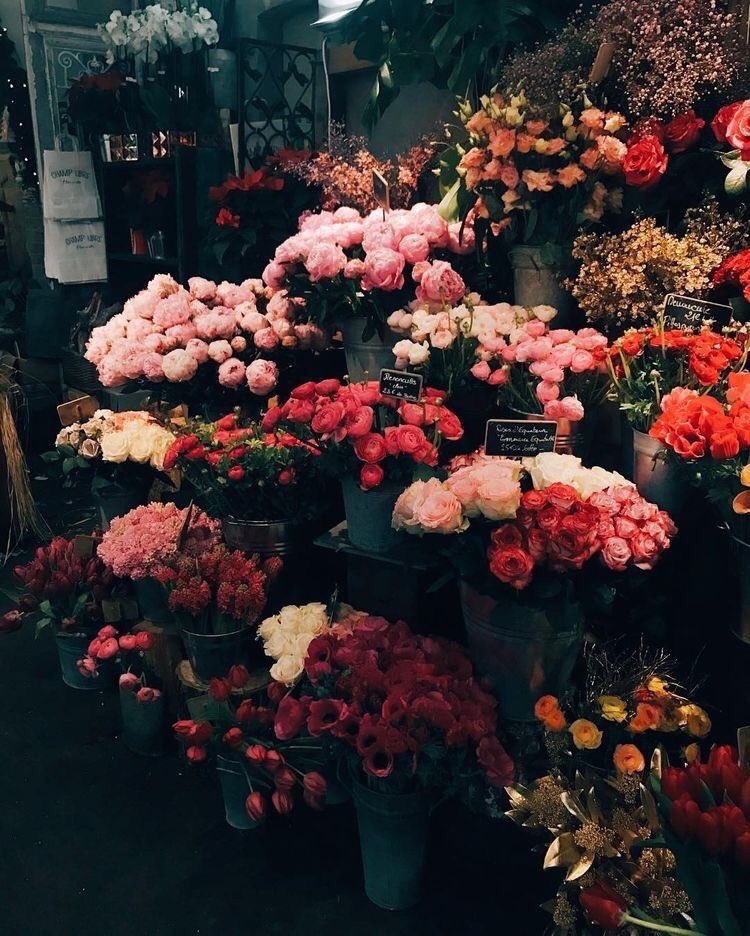🌷 (@flowerimgs) on Twitter photo 