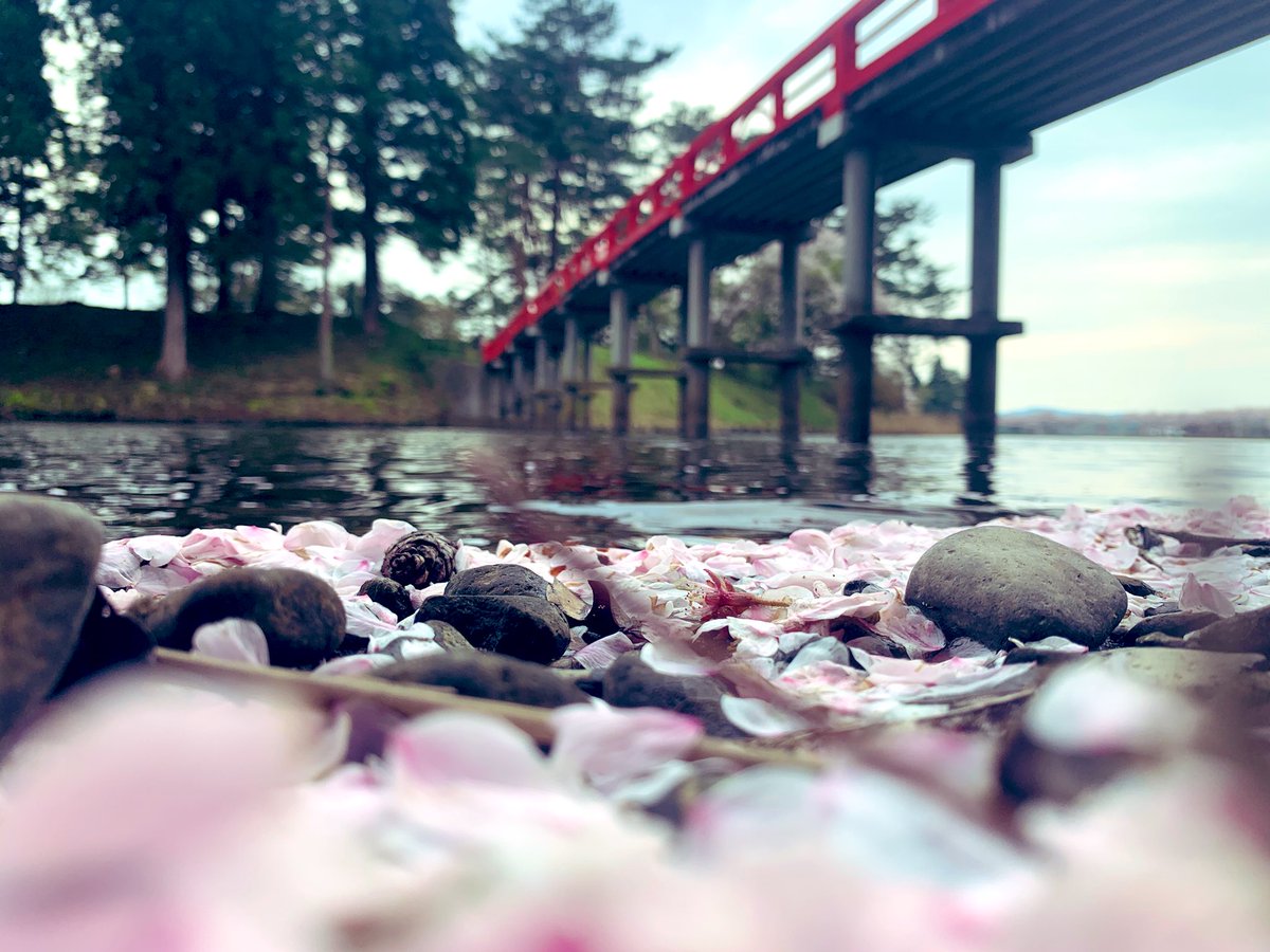 StalkingWolf's tweet photo. #16アリスト
#鷹巣中央公園
#綺麗な桜 https://t.co/K7uItuAMWC