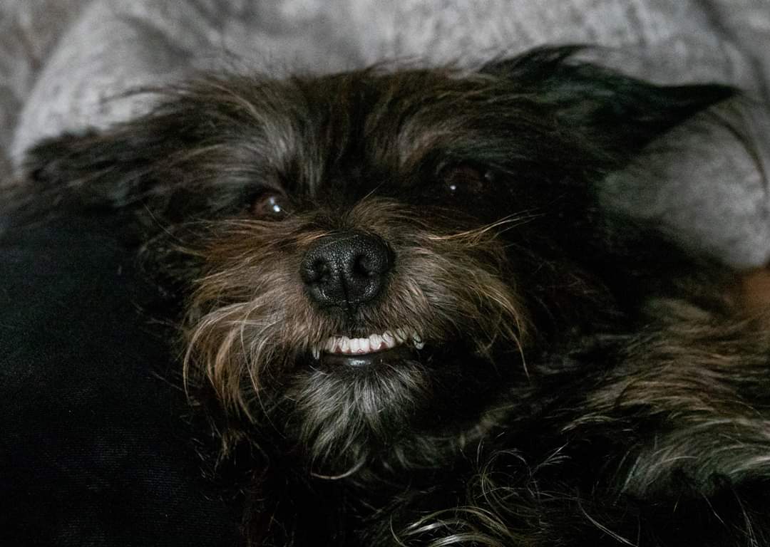 SallyJacobs2's tweet photo. @EdinDogCatHome Albert has a very winning smile! https://t.co/PMBouydQZY
