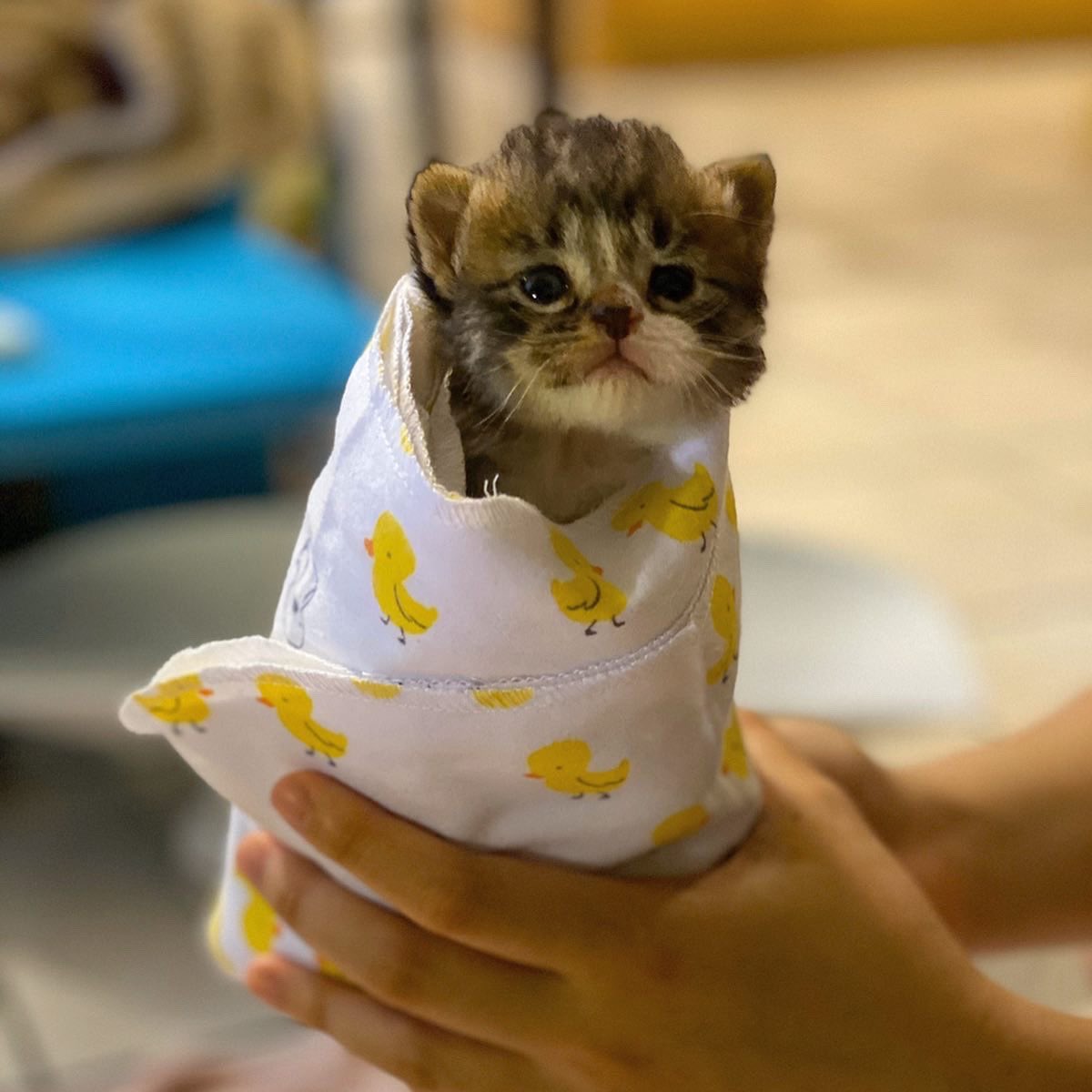 minicattown's tweet photo. Breakfast purritos anyone? 😋 https://t.co/zkqMz5Ve7u https://t.co/Z1MpB7dCjc