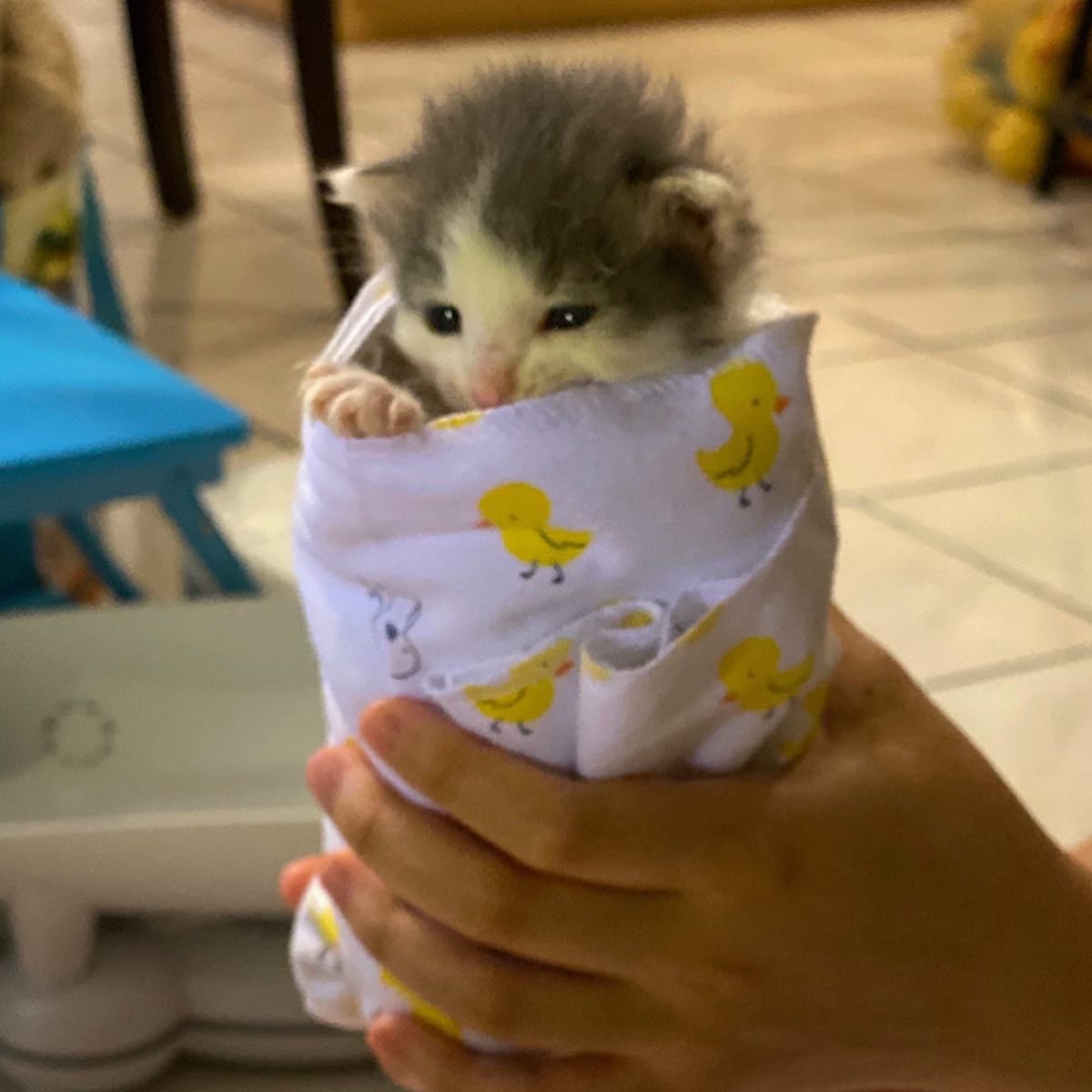 minicattown's tweet photo. Breakfast purritos anyone? 😋 https://t.co/zkqMz5Ve7u https://t.co/Z1MpB7dCjc
