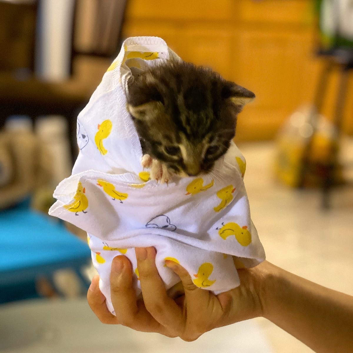 minicattown's tweet photo. Breakfast purritos anyone? 😋 https://t.co/zkqMz5Ve7u https://t.co/Z1MpB7dCjc
