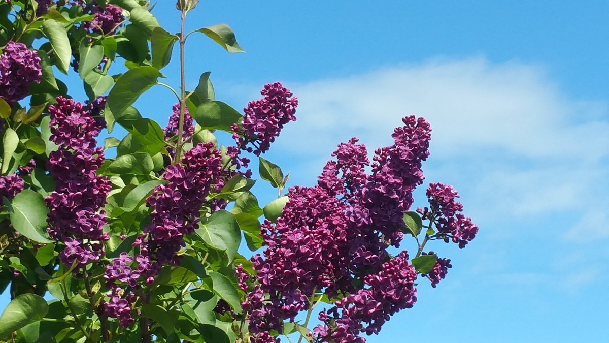UlrikeFieback's tweet photo. Wie wunderbar die #Natur gerade duftet! https://t.co/E94fHIlykV