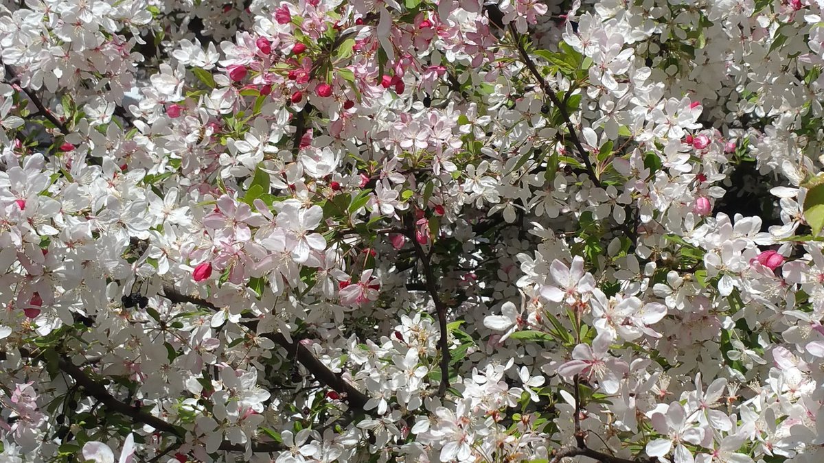 UlrikeFieback's tweet photo. Wie wunderbar die #Natur gerade duftet! https://t.co/E94fHIlykV