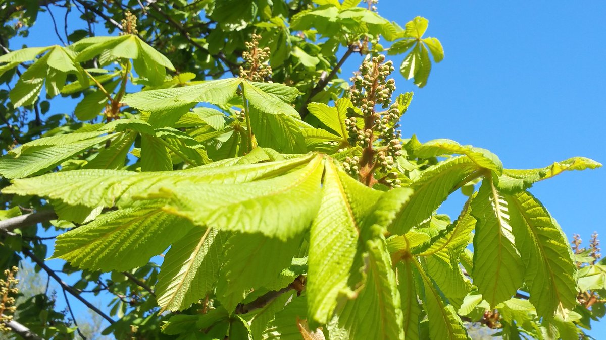 UlrikeFieback's tweet photo. Wie wunderbar die #Natur gerade duftet! https://t.co/E94fHIlykV