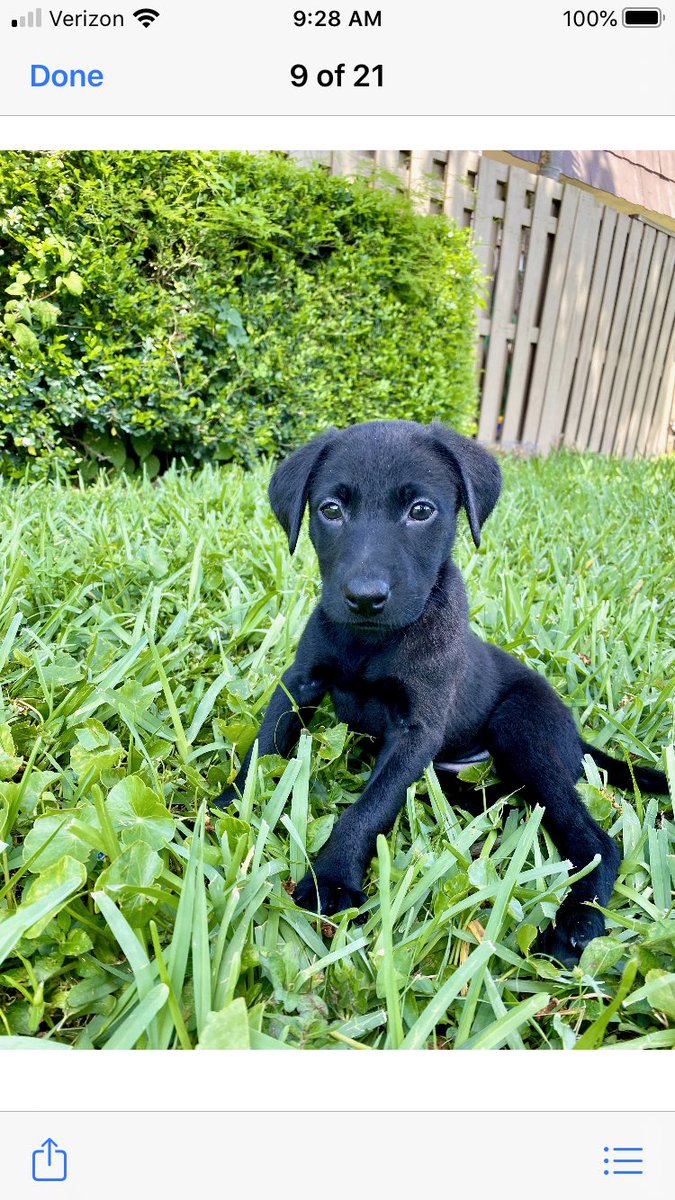 nutmeg237's tweet photo. ⁦@Over_Under_Co⁩ Cannot wait to get our new grand pup Bandit an Over Under collar! #overUnderPups https://t.co/oC6UcFpdmE