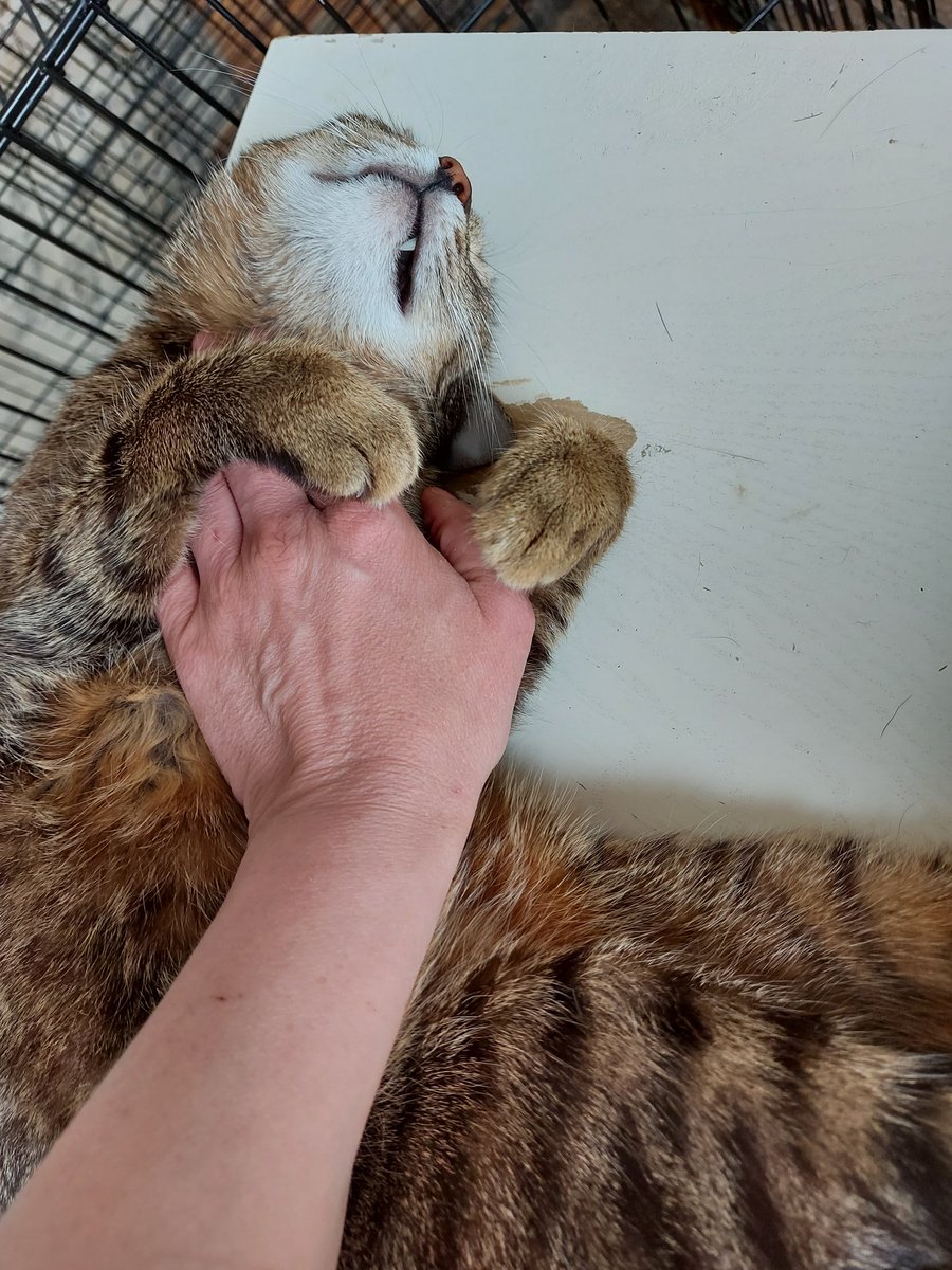 RoyalPetRescueS's tweet image. Cuddling session still ongoing followed by furry loud #PurringMachine from Richie.😻

Need to take a cat-nap...long one...will text back as soon as wake-up.🐾🙋🏼‍♀️🐾

TY being here.🌹

T. @BeamaBeorg, You can pass message to everyone about situation in this country at the moment.😔