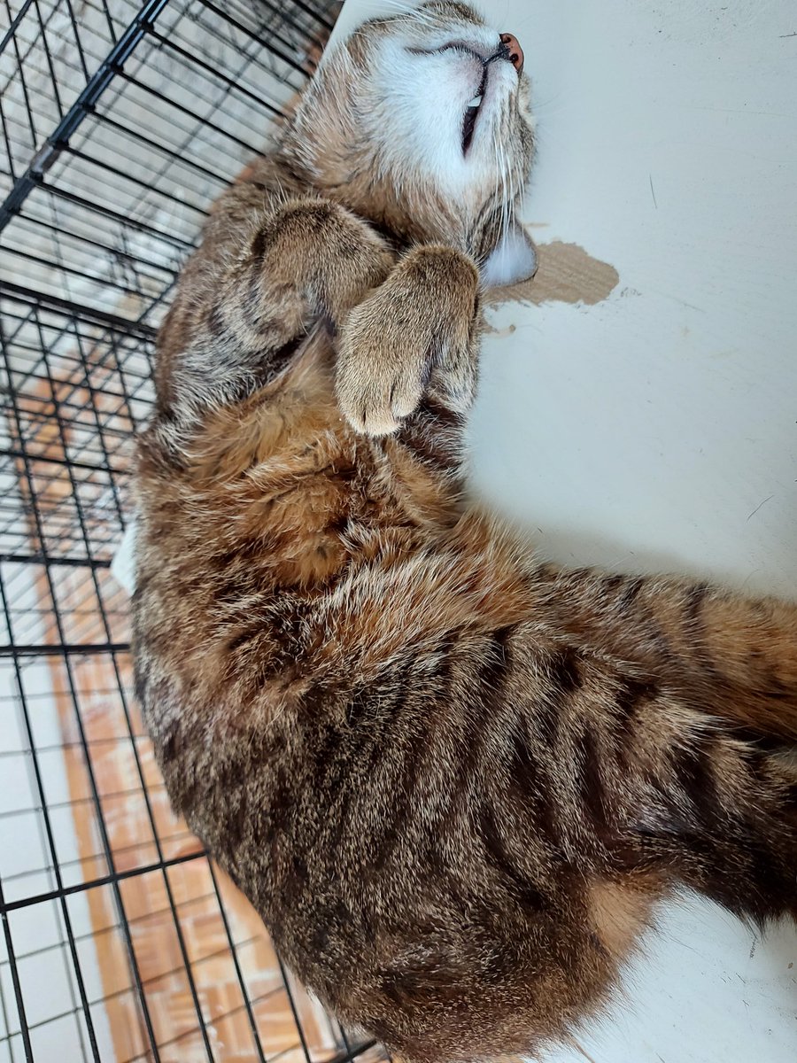 RoyalPetRescueS's tweet image. Cuddling session still ongoing followed by furry loud #PurringMachine from Richie.😻

Need to take a cat-nap...long one...will text back as soon as wake-up.🐾🙋🏼‍♀️🐾

TY being here.🌹

T. @BeamaBeorg, You can pass message to everyone about situation in this country at the moment.😔